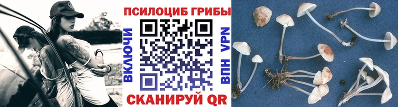 Купить закладки  Лермонтов  Галлюциногенные грибы MAGIC MUSHROOMS 